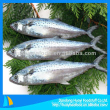 frozen Japanese Spanish mackerel fish